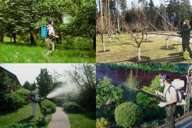Чем обработать сад от болезней и вредителей весной и летом
