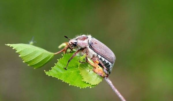 Великан среди насекомых — жук геркулес