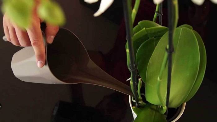 Какое нужно удобрение для цветения орхидей?