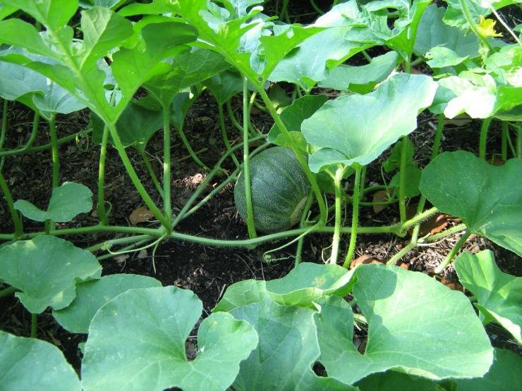 Любительская инструкция: как вырастить дыни рассадой и семенами в открытом грунте