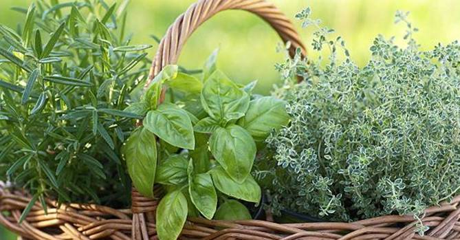Лекарственные травы: выращивание на даче