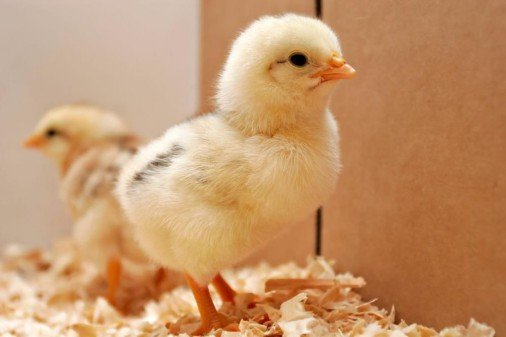 Определение пола цыпленка по форме куриного яйца
