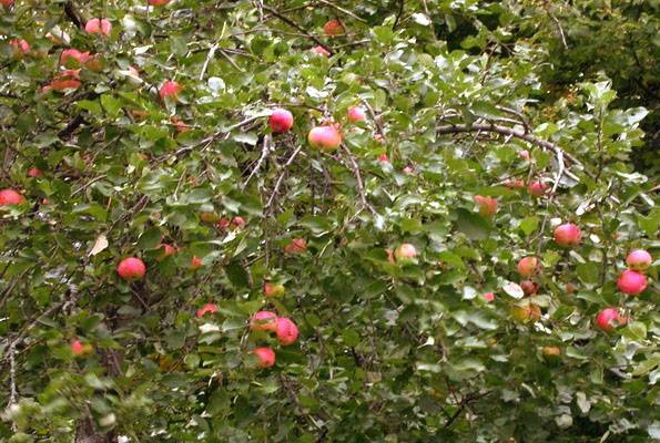 Раннезимний сорт яблони уэлси — преимущества и недостатки