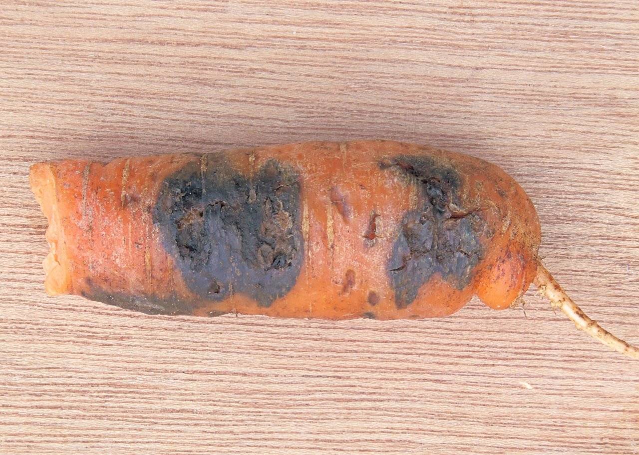 Что случилось с морковью —  основные заболевания и способы лечения с фото