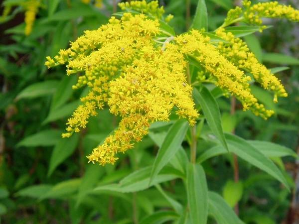 Золотарник, или солидаго — лечебный цветок из канады