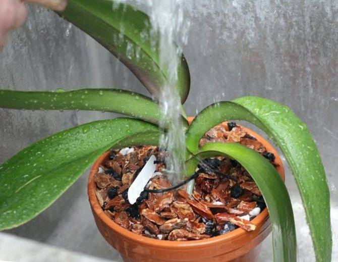 Топ причин, почему у орхидеи опали цветы или бутоны. пошаговая инструкция по спасению растения