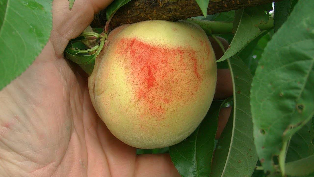 Как называется персик, скрещенный со сливой, особенности гибридов