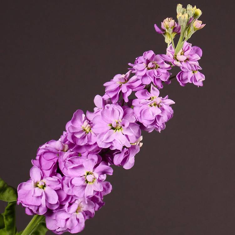 Однолетние цветы — основные типы и особенности посадки + 108 фото