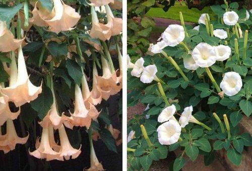 Бругмансия цветок: примеры по уходу и способы размножения