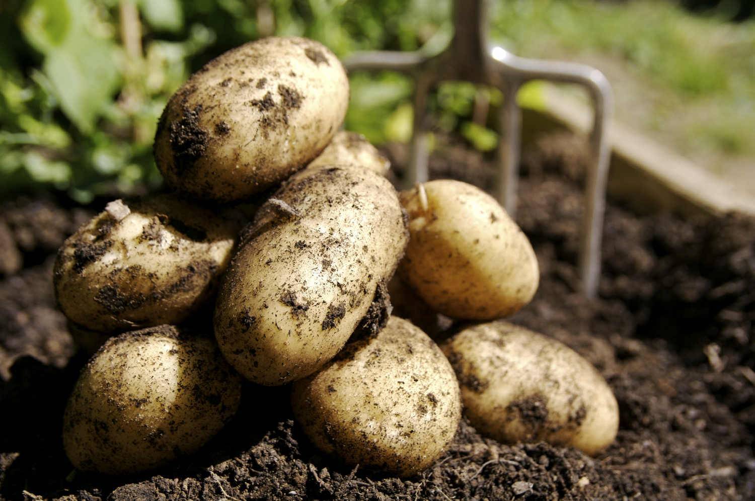 Удобрения для картофеля при посадке в лунку весной
