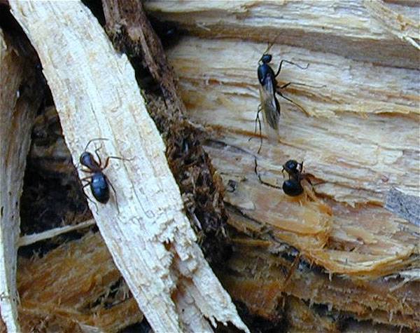 «муравьед»/ «муравьед — супер»  – инсектицид от муравьев. инструкция и регламент обработок