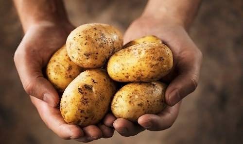 Выращивание картофеля: 7 эффективных способов