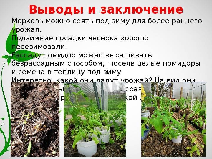 Выращиваем петрушку в квартире – как правильно посеять семена