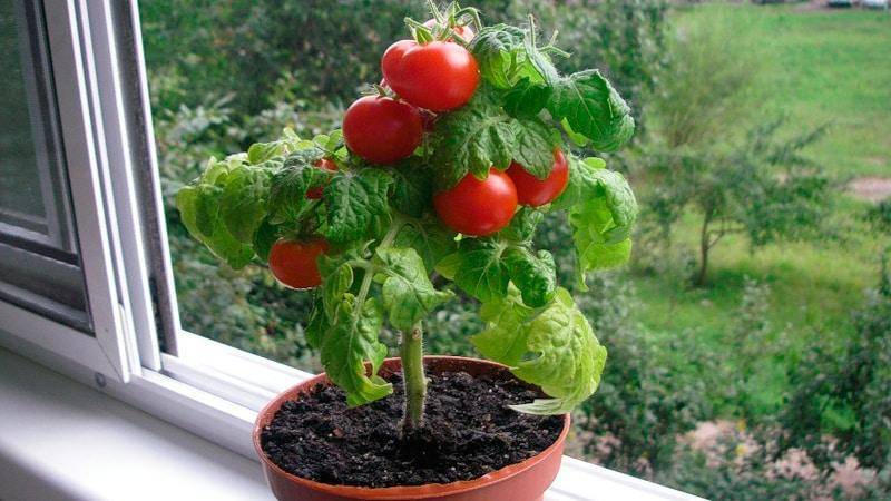Чем подкормить помидоры во время цветения и плодоношения в теплице