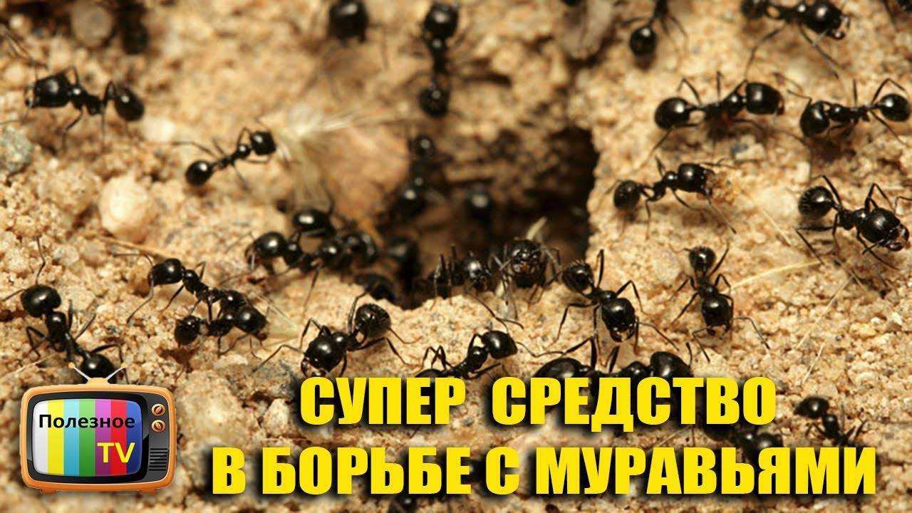 Как избавиться от муравьев на грядке с огурцами