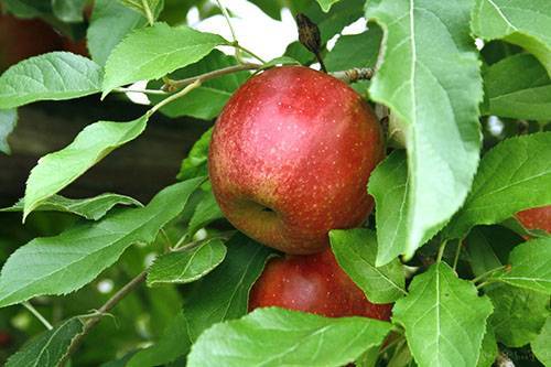 Цветы и листья яблони: полезные свойства и противопоказания
