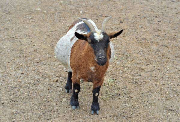Козоводство: разведение и содержание коз и козлят