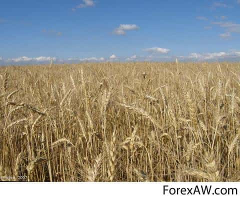 Все об озимой пшенице: ее особенности, посев, выращивание и сбор