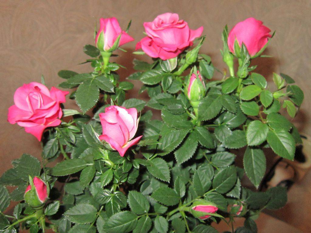 Домашние розы: описание видов и секреты ухода в домашних условиях
