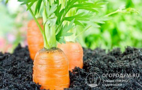 Посадка моркови или секреты урожайной грядки