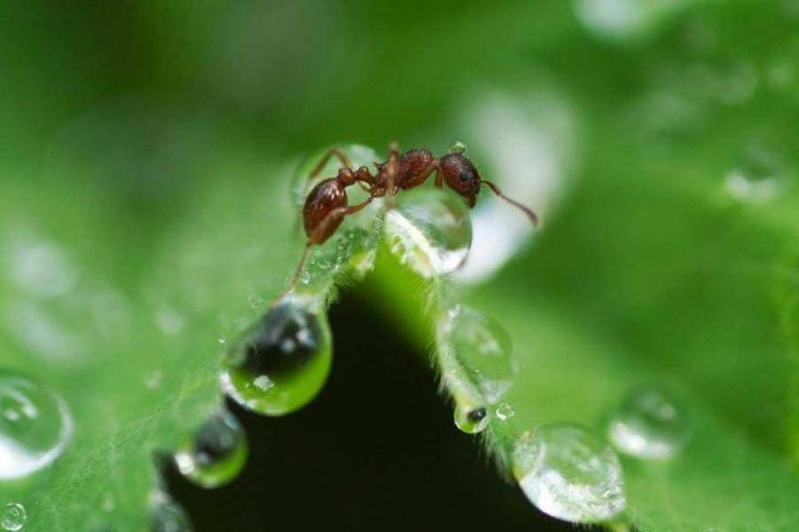 Как избавиться от надоедливых насекомых? борьба с муравьями в квартире народными средствами