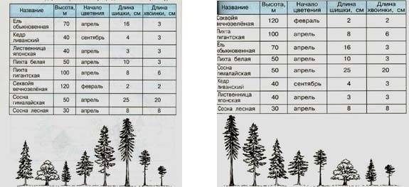 Названия деревьев и их продолжительность жизни