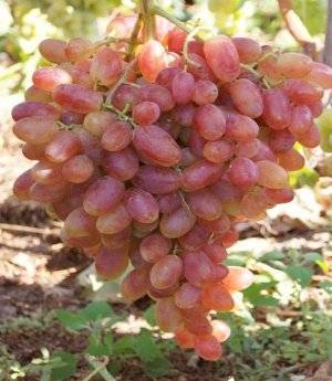 Описание винограда «преображение»