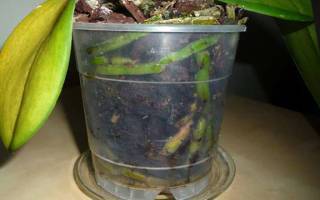 Почему у орхидеи в домашних условиях желтеют листья: причины и спасение растения