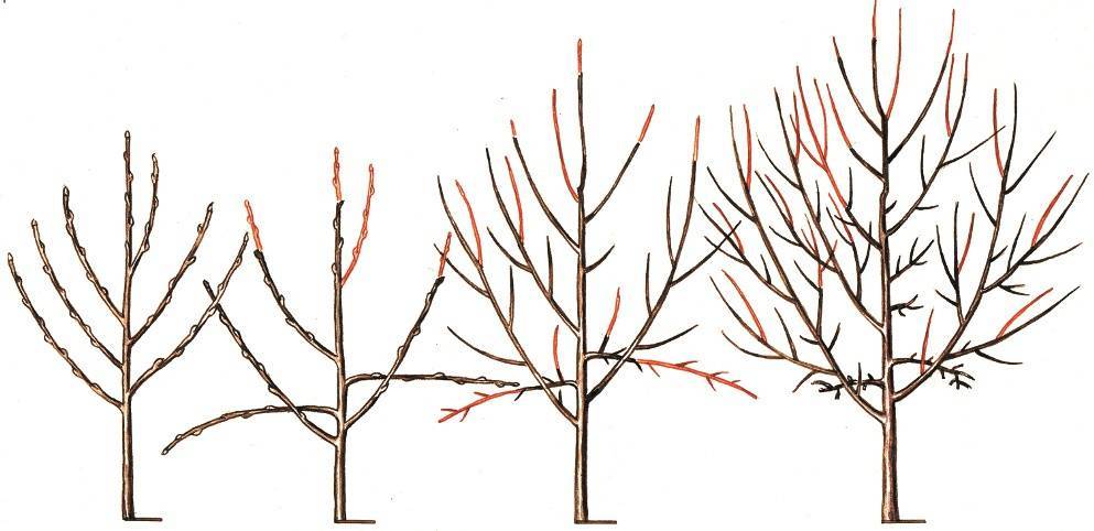Обрезка вишни – как правильно работать с молодым и старым деревом