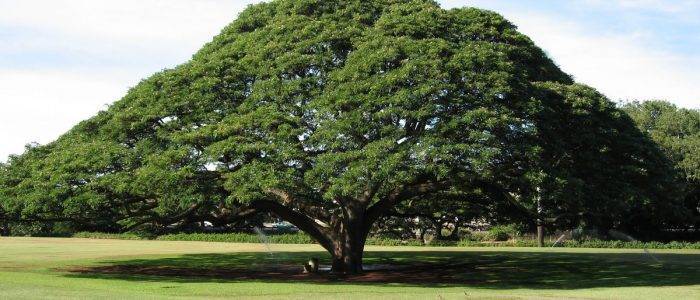 Дерево эбеновое: сорта, описание, свойства и применение