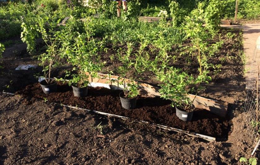Как правильно выращивать садовую голубику – советы по посадке и уходу