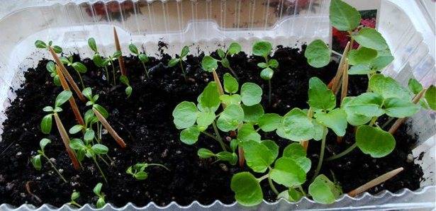Бальзамин уоллера выращивание из семян, посадка и уход за комнатным растением в домашних условиях (фото)