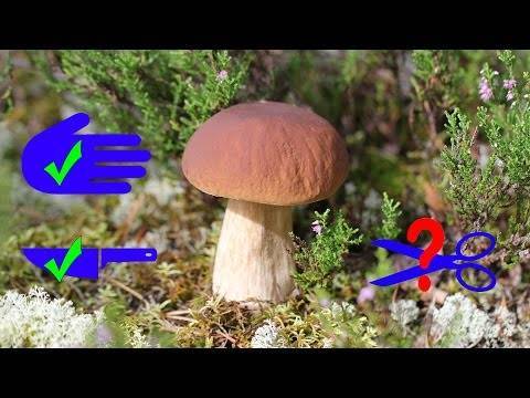 Полезная информация для начинающих грибников о правилах сбора грибов
