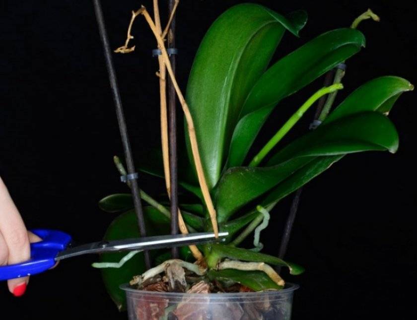 Как размножить орхидею в домашних условиях через цветонос?