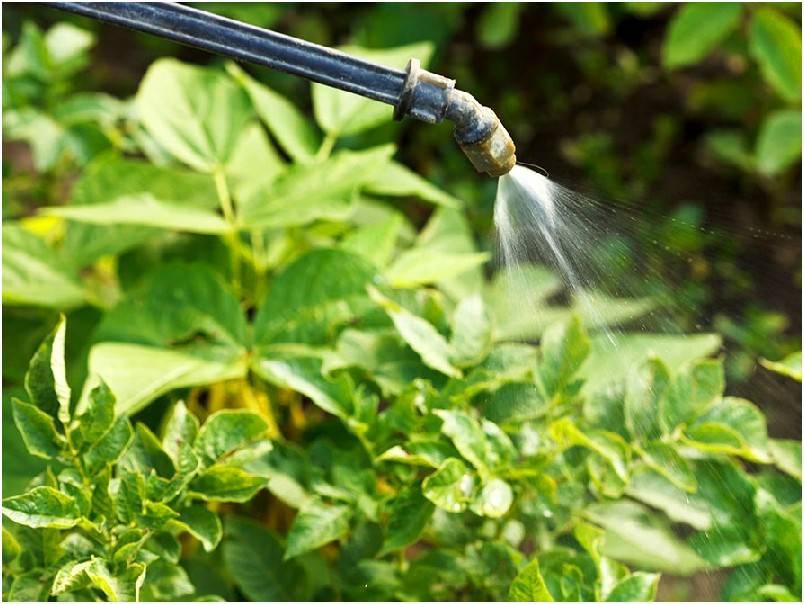 Топ-10 лучших инсектицидов для сада и огорода