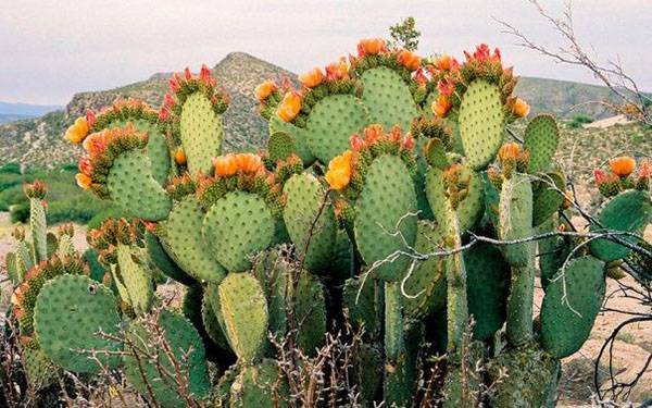Эхиноцереус: фото, виды и правила выращивания кактуса