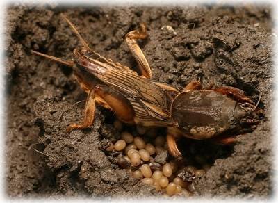 Как вывести муравьев с огорода – борьба с садовыми муравьями