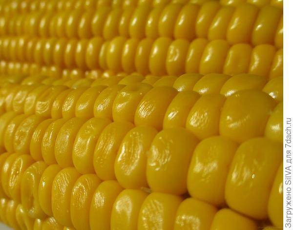 Кукуруза для попкорна: какая нужна, сорта, как приготовить, видео