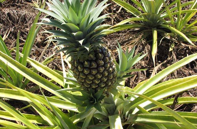 Как растет ананас на плантациях, в теплице и в квартире