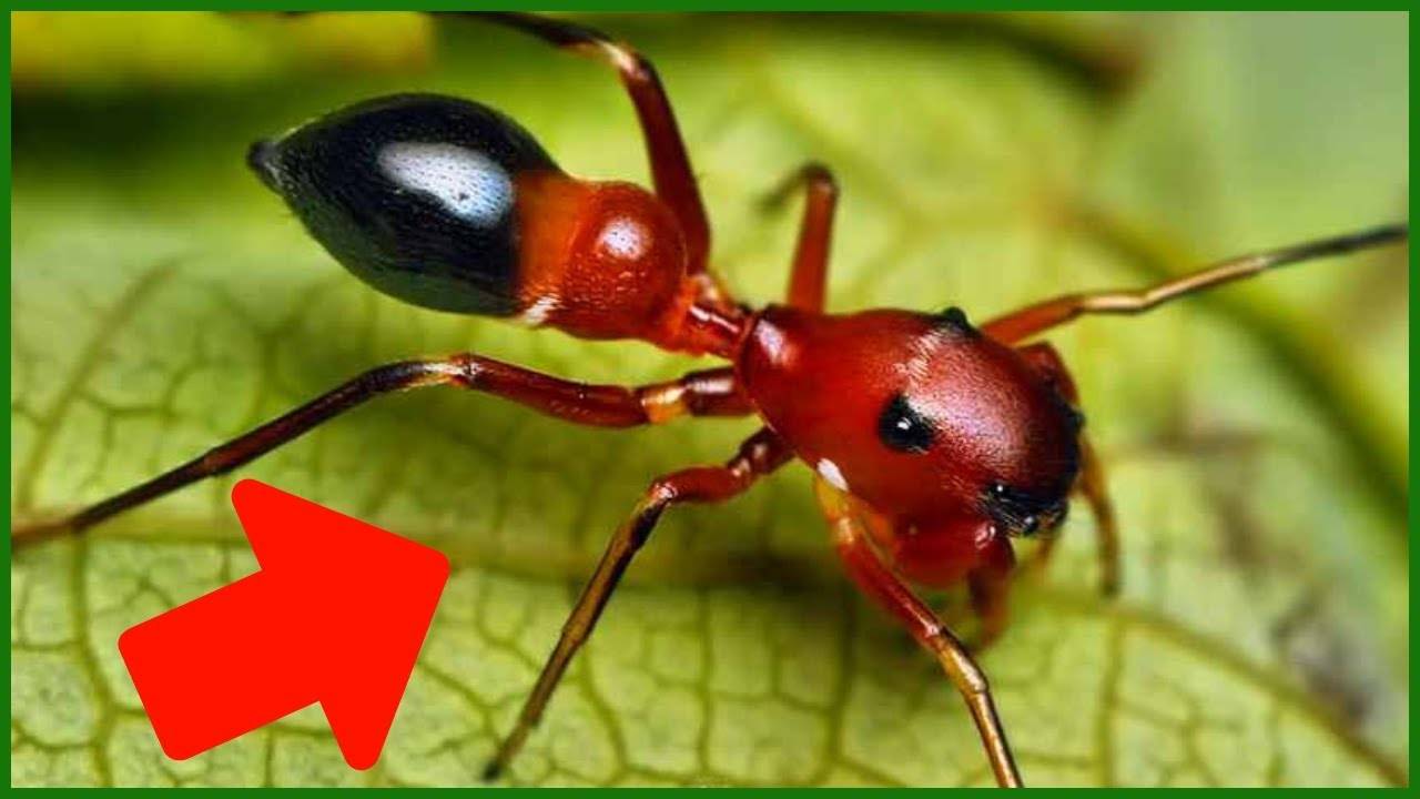 Рецепт борной кислоты от муравьёв