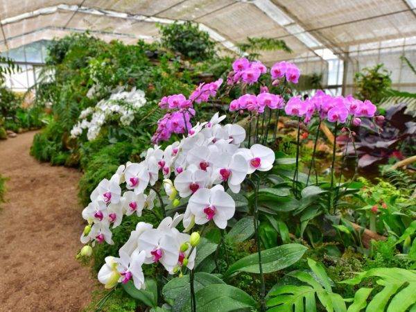 Субстрат для орхидей — какой лучше для выращивания