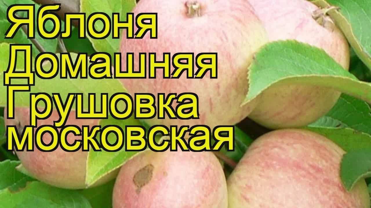 Грушовка московская: как ее вырастить яблоню, описание
