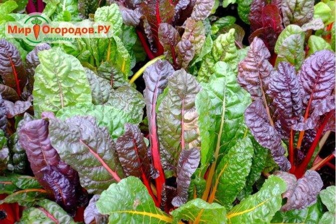 Вырастить салат зимой на подоконнике? легко!