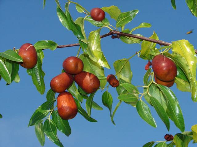 Унаби (зизифус): полезные свойства, противопоказания, калорийность и пищевая ценность ягод