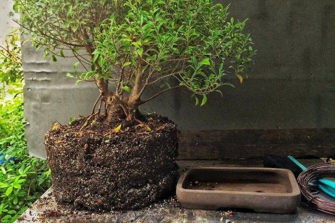 Семена бонсай — выращивание в домашних условиях