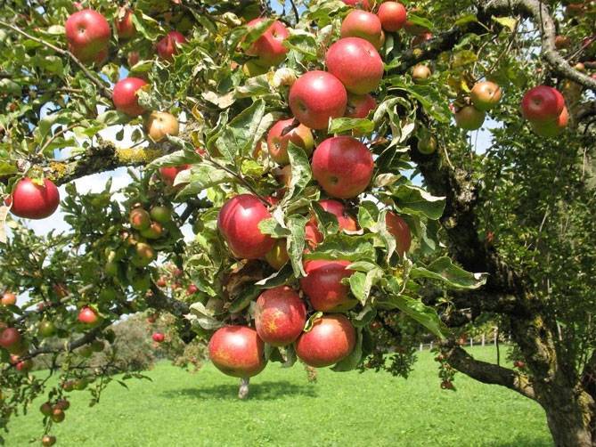 Дерево яблоня: посадка и уход, фото, обрезка, прививка, описание сортов