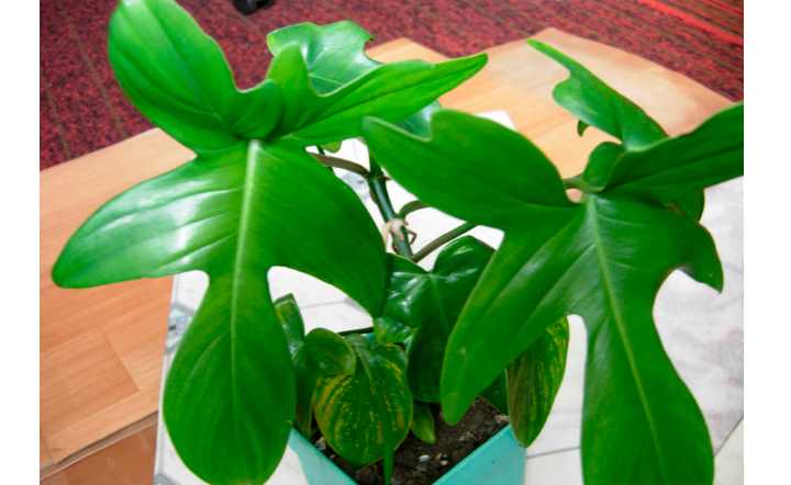 Филодендрон — тропические джунгли у вас дома
