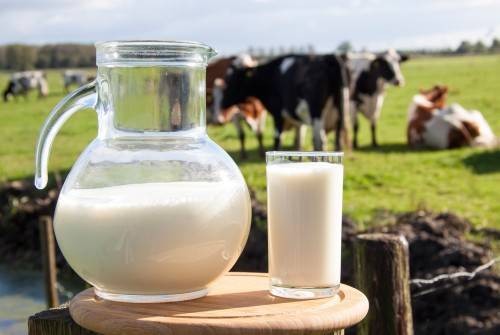 Молочное животноводство в промышленных масштабах