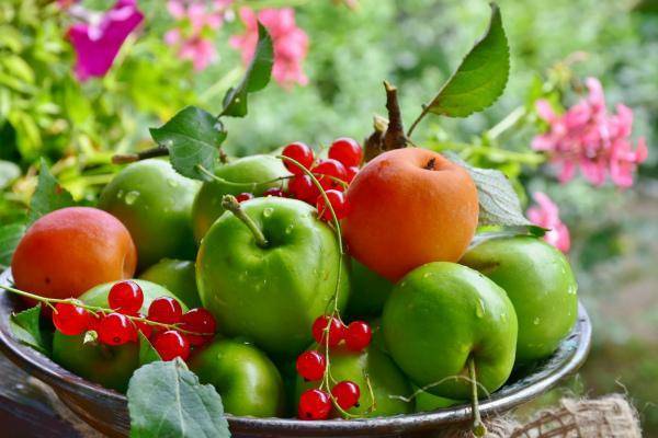 Яблоки: польза и вред яблок для здоровья организма человека