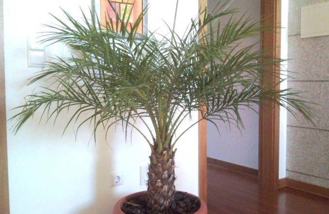 Финиковая пальма из косточки в домашних условиях. особенности ухода